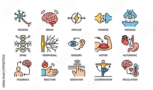 Illustrated neurophysiology concepts including neuron brain impulse synapse