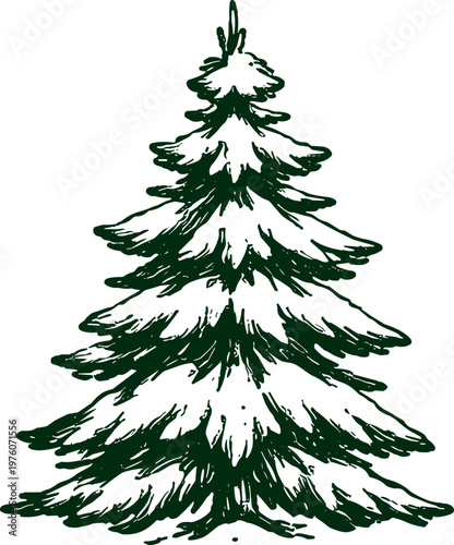 Hand-drawn evergreen tree illustration with a rustic, natural feel