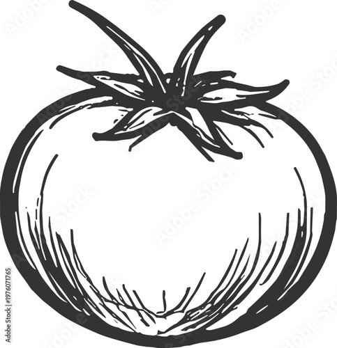 Hand-drawn sketch of a ripe tomato with stem and leaves, isolated on white background