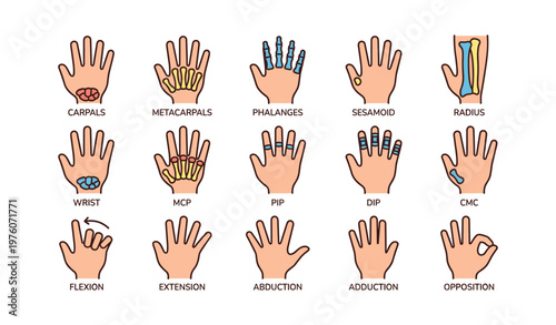 Illustrated anatomy of hand bones and movements