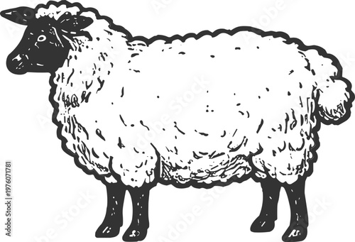 Vintage sketch of a fluffy sheep with a dark face and legs standing on a white background