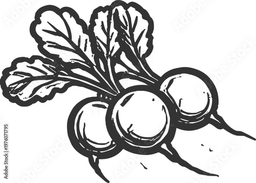 Hand-drawn illustration of three fresh radishes with green leaves on a white background