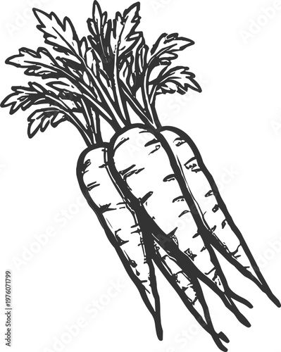 Hand-drawn sketch of fresh carrots with green leafy tops on a white background