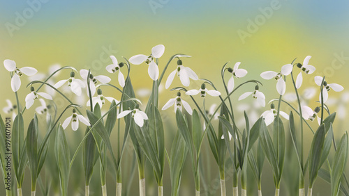 Flowers of snowdrops (Galanthus nivalis) in spring forest