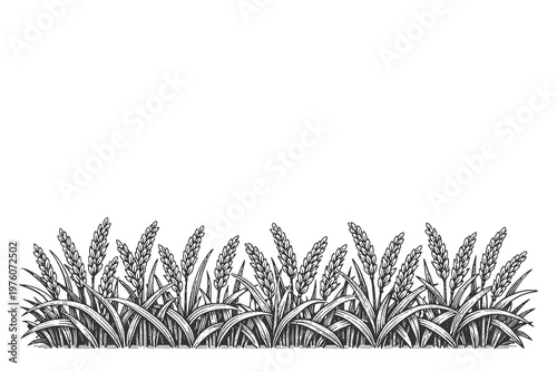 Horizontal rice field border vector illustration in detailed line art style with black and white plants