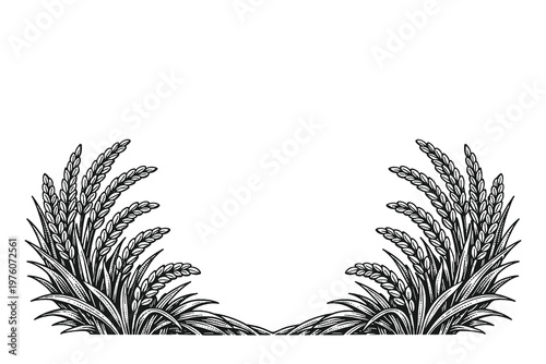 Decorative rice field corner frame vector illustration in engraved line art style with black white plants