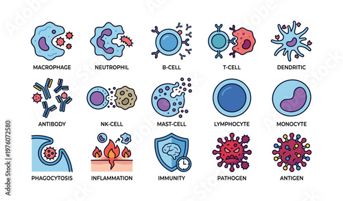 Illustrated guide to immune system cells and functions