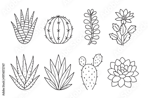 Collection of hand drawn cactus and succulent plant line art illustrations