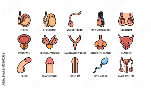 Male reproductive system diagram with labels for key organs and structures