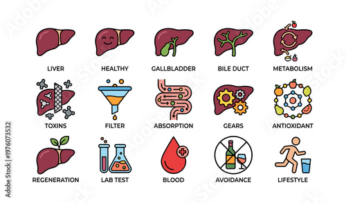 Colorful liver and digestion icons illustrating health and metabolism