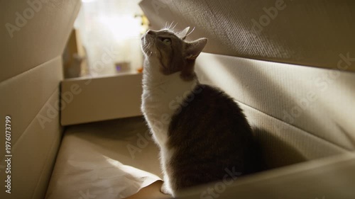 Gray and White Cat Sitting in Cardboard Box