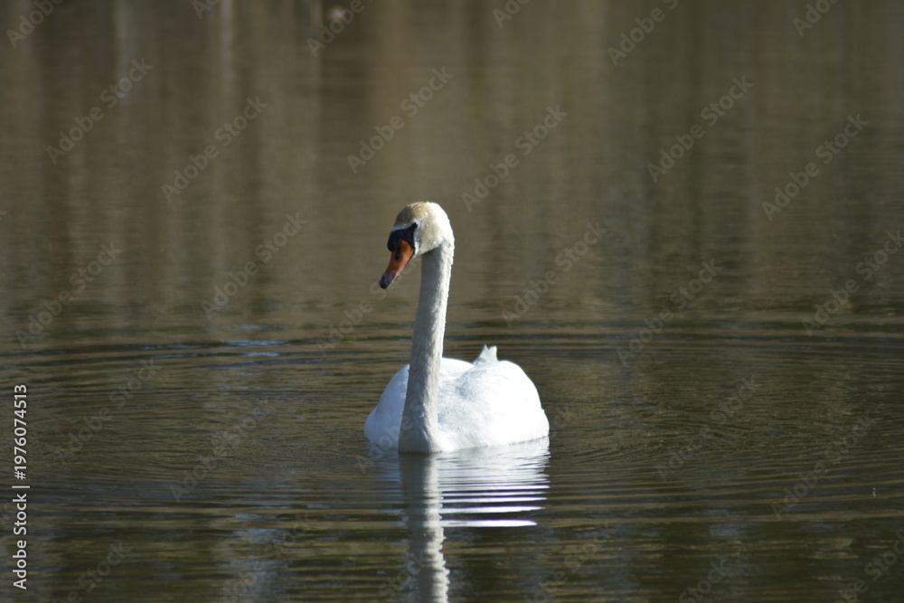 Fototapeta premium swan on the lake
