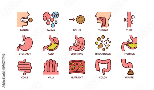 Digestive system process illustrated: from mouth to waste breakdown