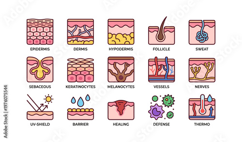 Illustrated skin anatomy icons representing layers, functions, and cells