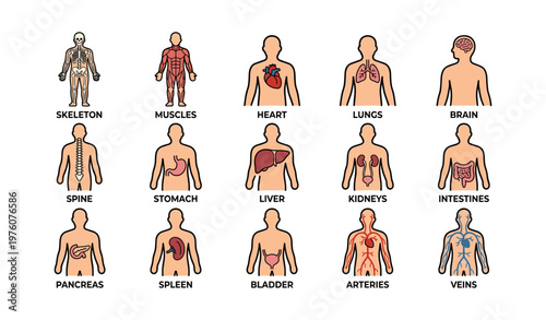 Human body diagram with internal organs and systems