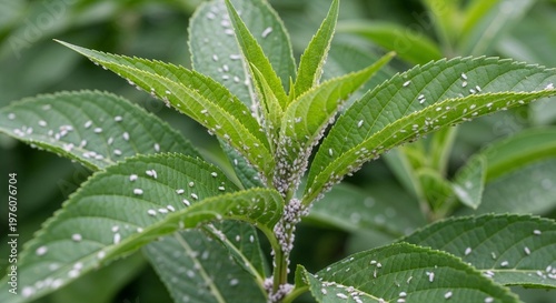 Green leaves covered in tiny pests on a plant in natural environment  
