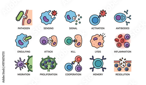 Visual guide to immunological responses and processes