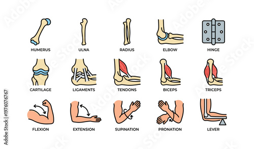 Human arm anatomy diagram with joints, muscles, and movements illustrated