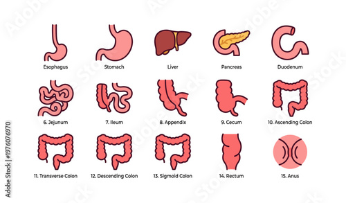 Digestive system: esophagus, stomach, liver, pancreas, colon anatomy icons