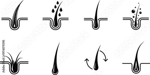 Hair follicle icon set vector with growth cycle, shedding, and scalp structure symbols in minimal medical illustration style
