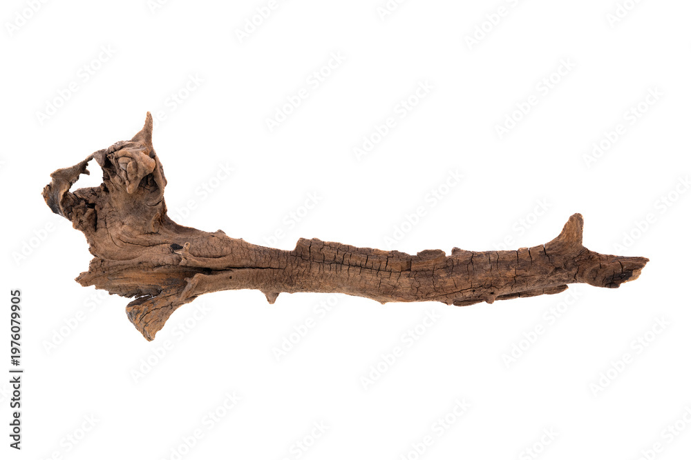 Fototapeta premium Driftwood aged wood isolated on white background. Piece of driftwood driftwood close up for aquarium.