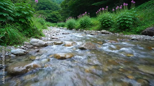 Forest stream with rocks.