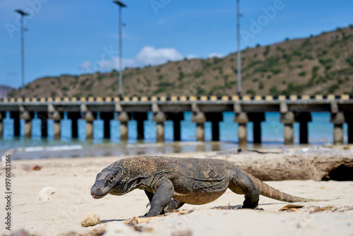 A Komodo dragon explores the pier and beach on Komodo Island, showing its iconic tongue flicking against the backdrop of sea and rugged island scenery.