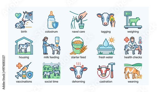 Illustrated stages and practices in calf rearing and health management