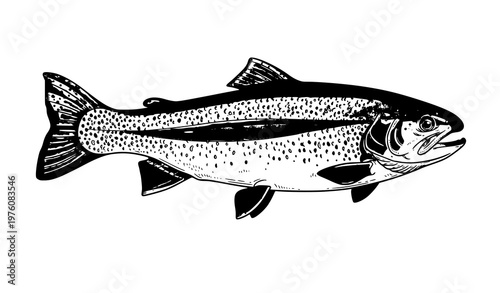 Hand drawn rainbow trout fish vector with detailed line art and natural pattern isolated on white