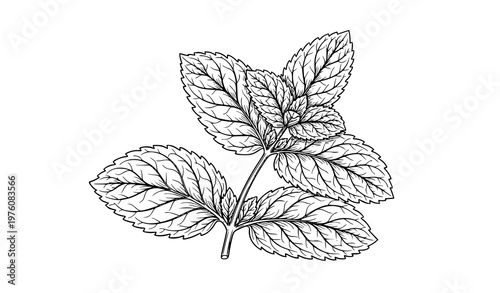 Mint leaf botanical line art vector with intricate detailed veins isolated on white background