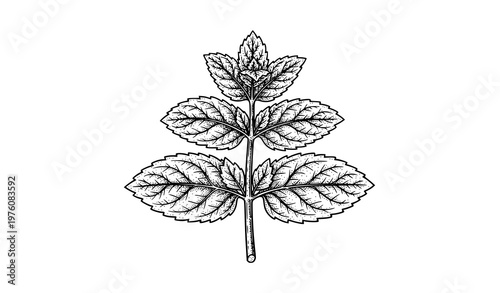Vintage mint botanical engraving vector with intricate leaf line art isolated on white background