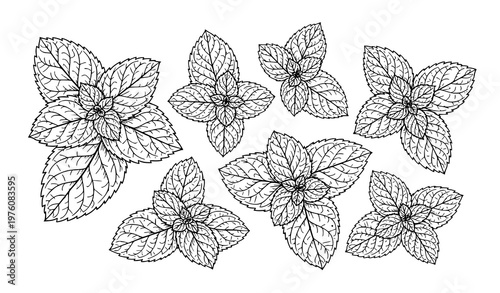 Hand drawn mint leaves vector with detailed botanical line illustration isolated on white