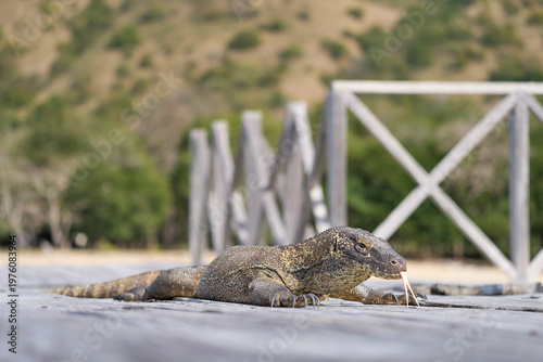 A Komodo dragon explores the pier and beach on Komodo Island, showing its iconic tongue flicking against the backdrop of sea and rugged island scenery.