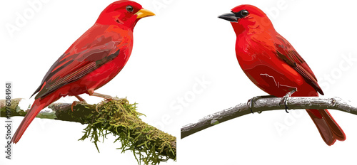 Scarlet Tanager Bird Set Featuring Red Plumage and Branch Perches for Wildlife and Nature-Themed Illustrations