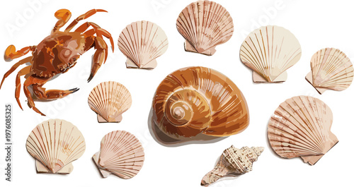 Sea Shells and Crab Vector Illustration Set Featuring Various Marine Shells and Ocean Elements for Beach, Coastal, and Nature Designs