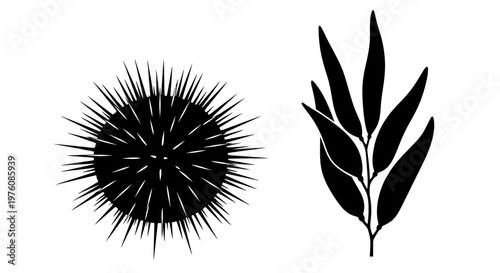 Black silhouettes of a spiky sea urchin and a leafy kelp plant on a white background.