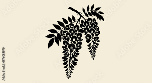 Obraz na płótnie Black silhouette of a wisteria branch with hanging flower clusters against a light background