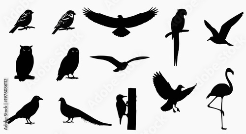 Bird silhouettes collection including various species like parrot, eagle, flamingo