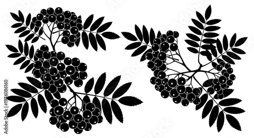 Black silhouette illustration of two clusters of rowan berries with pinnate leaves, isolated on a white background, depicting a botanical graphic element.