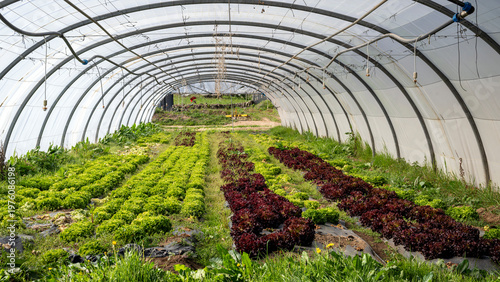 Serre maréchère avec des plantations de salades