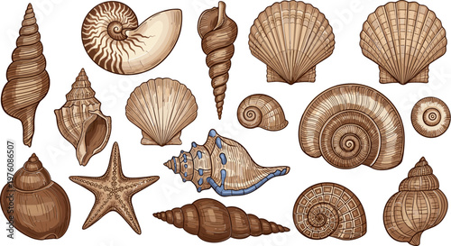 Set of Hand-Drawn Seashells, Starfish, and Marine Creatures Illustrations for Beach, Ocean, and Nature-Themed Designs