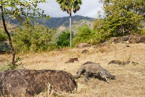 Komodo dragon walking through the dry landscape of Komodo Island, showing its strength and natural behaviour.