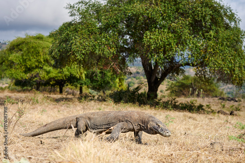 Komodo dragon walking through the dry landscape of Komodo Island, showing its strength and natural behaviour.