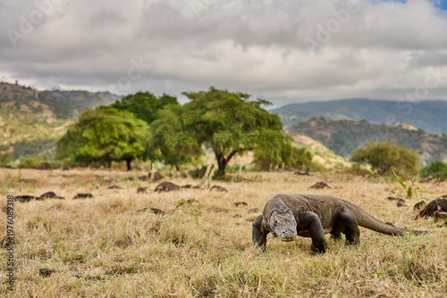 Komodo dragon walking through the dry landscape of Komodo Island, showing its strength and natural behaviour.