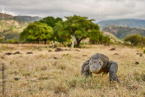 Komodo dragon walking through the dry landscape of Komodo Island, showing its strength and natural behaviour.