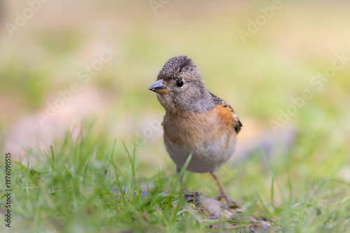 OISEAUX