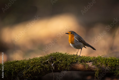 OISEAUX