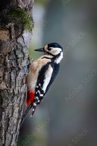 OISEAUX