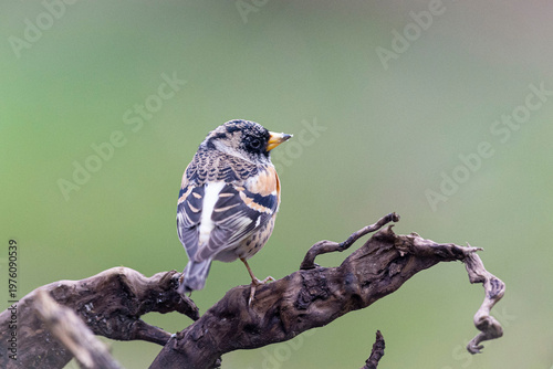 OISEAUX
