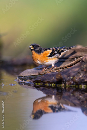 OISEAUX